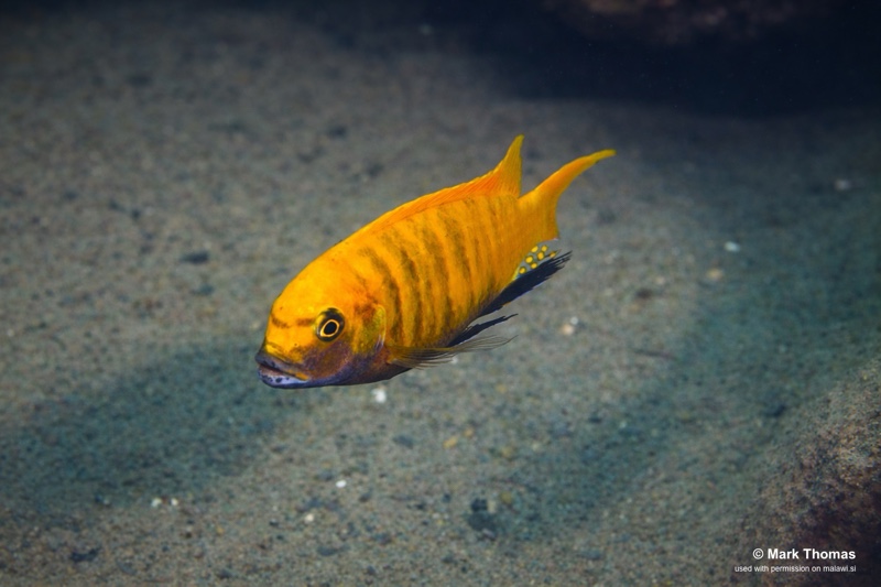 Maylandia sp. 'zebra gold' Kawanga